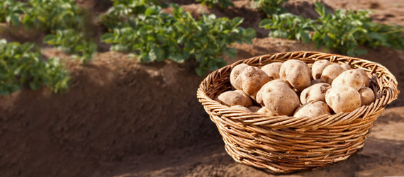 Pembrokeshire hot potatoes
